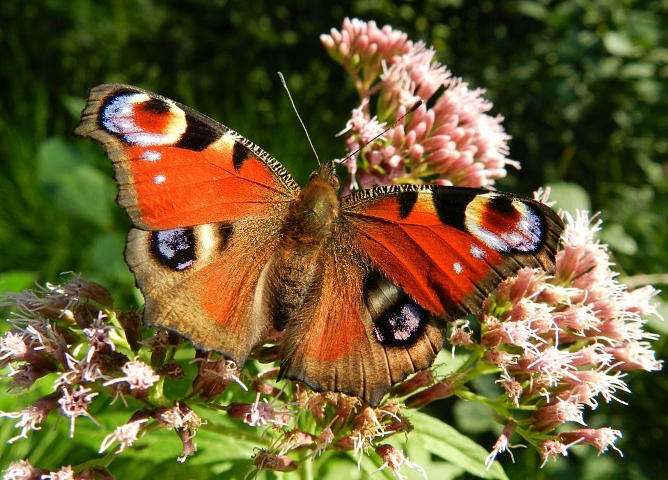 Schmetterling mit geöffneten Flügeln auf einer Blüte