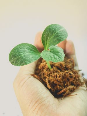 Pflanze mit Erde in einer Hand
